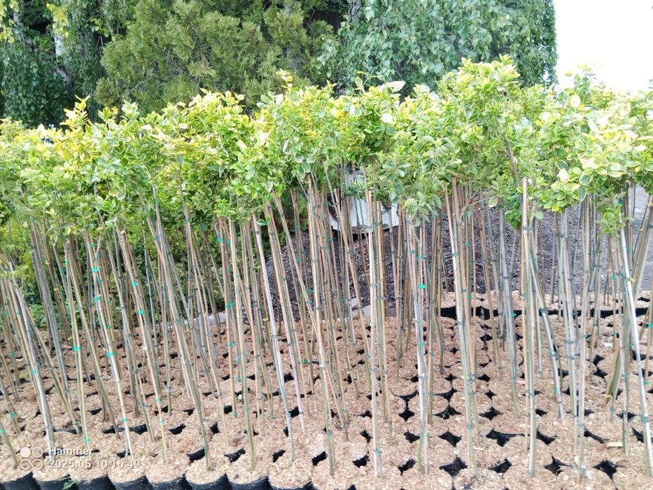 Trzmielina szczepiona na pniu