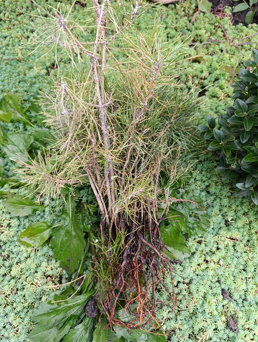 Сосна з корінням. Набір 15 шт