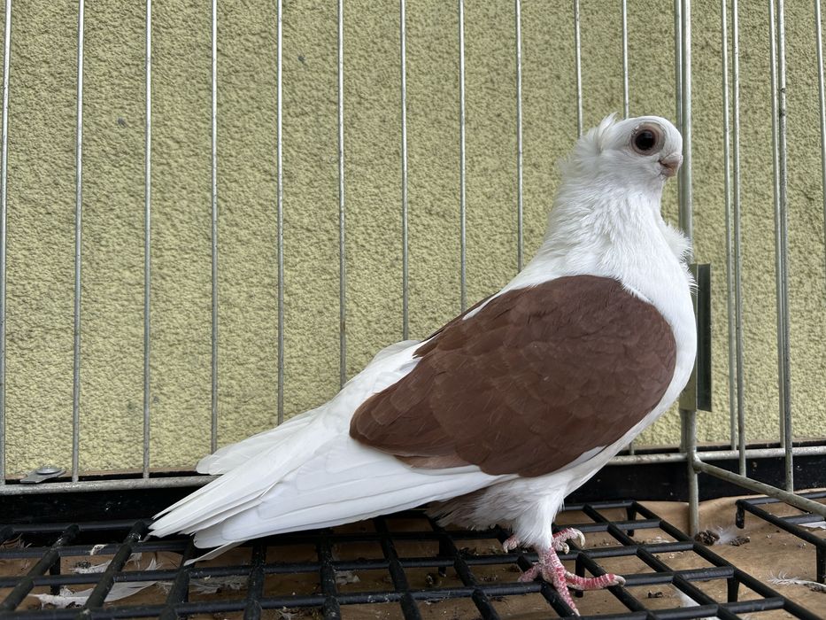 Gołębie ozdobne. Mewka polska samiec 2024t.