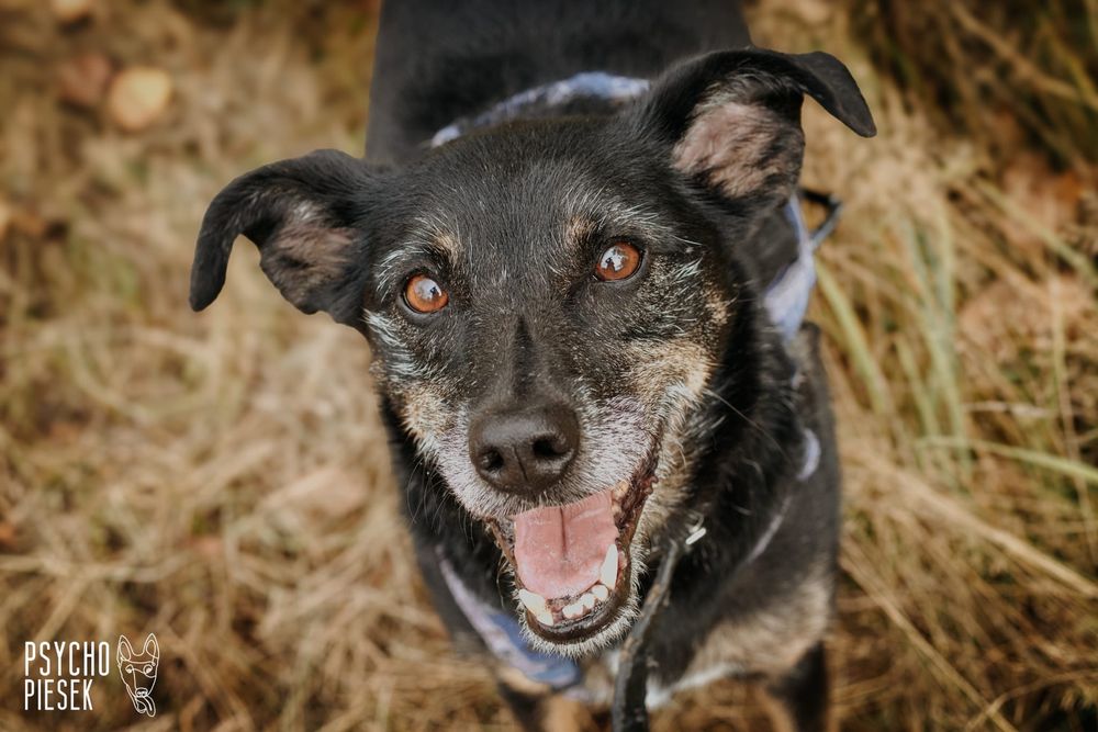 Niezwykle kochana, przyjazna i wesoła Gienia szuka domu!