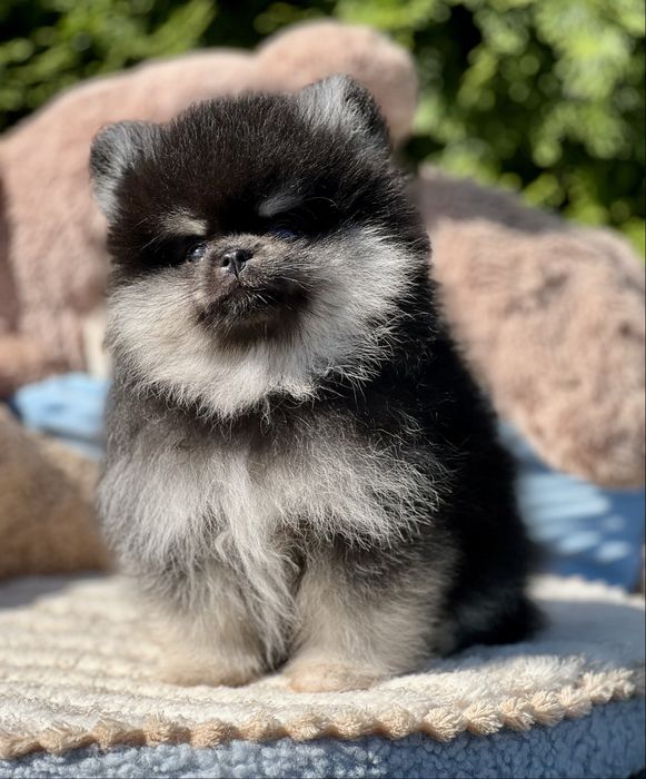 Gotowy do odbioru***Szpic miniaturowy,pomeranian,piesek***