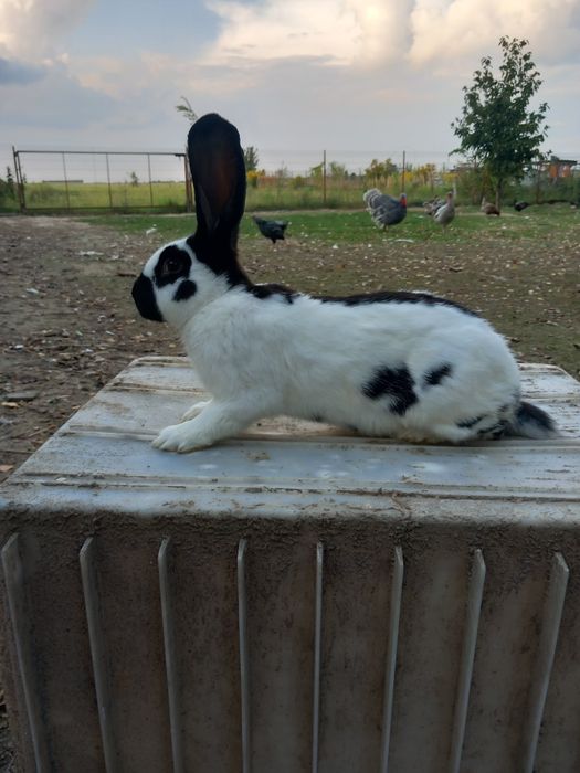 Srokacz niemiecki trójbarwny i czarny