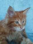 MAINE COON OKAZJA! Kotek z rodowodem FPL, zdrowy, towarzyski