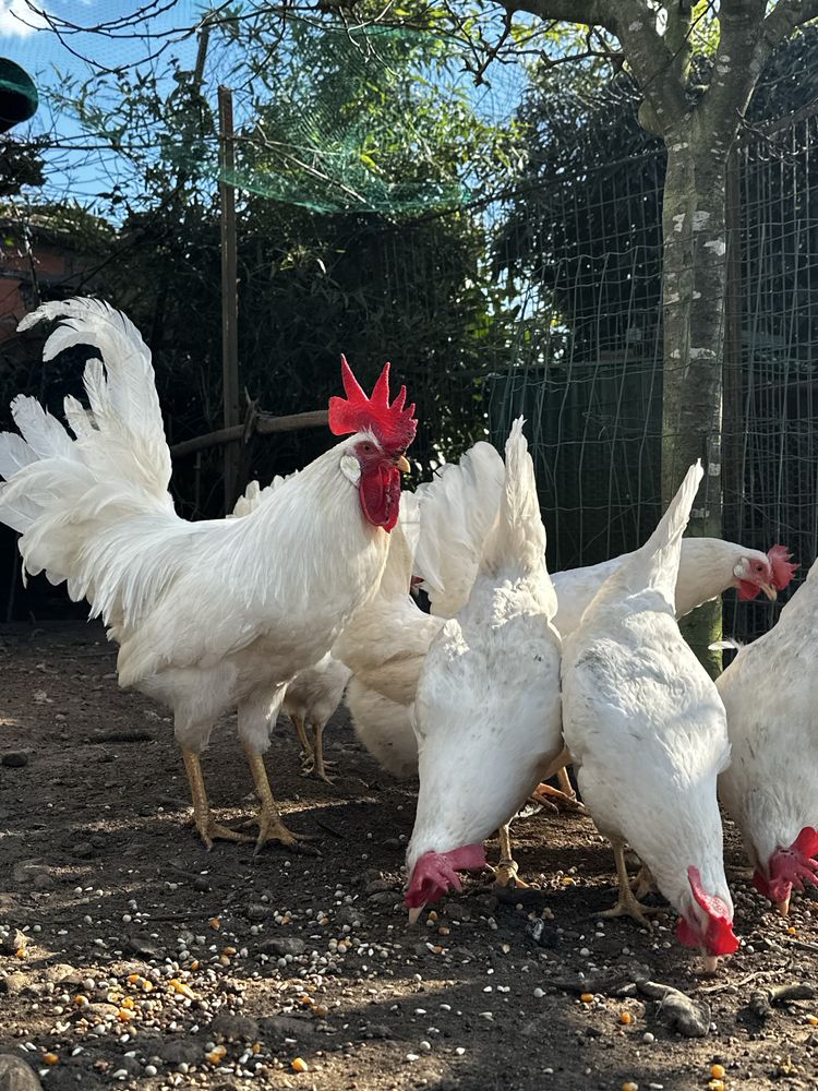 Casais leghorn branca