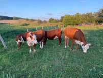 jałówki hereford 100%