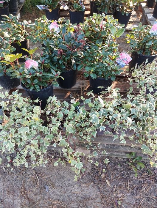 Skimia japońska+hedera helix