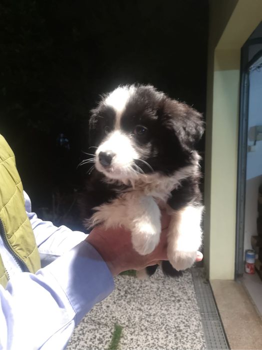 Border collie disponível