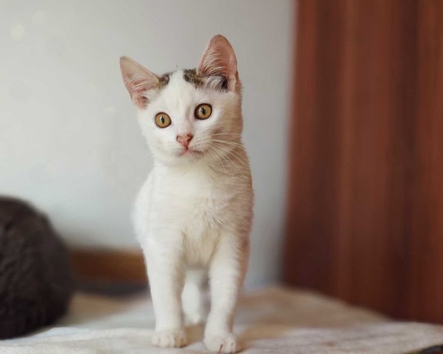 Красуня Совушка дуже хоче знайти свого господаря, кіт кошеня кот кішка