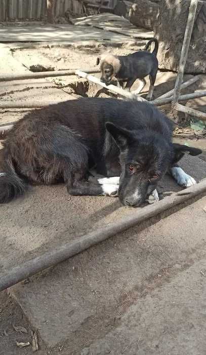 Mała Małgosia przytulaśna przyjacielska do adopcji
