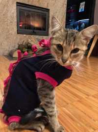 Młoda kotka lila szuka nowej rodziny