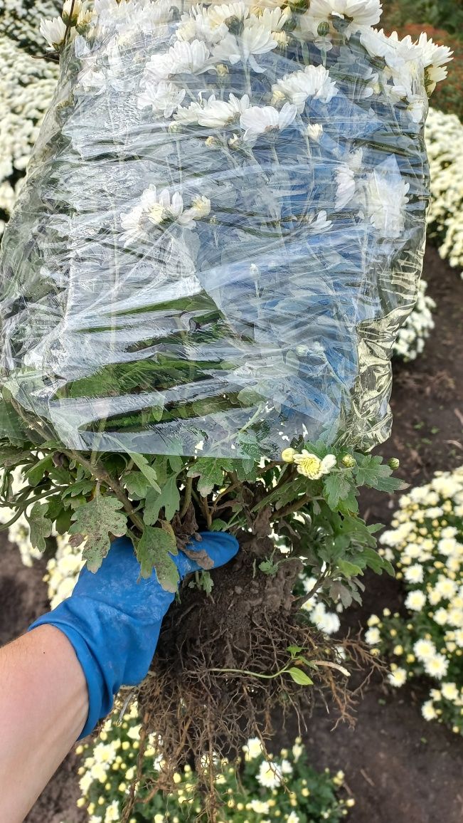 Продам маточні кущі шаровидної хризантеми