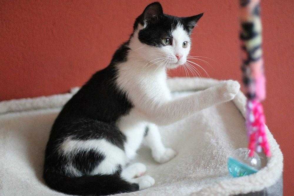 Piękna, trzy i półmiesięczna kotunia do adopcji!