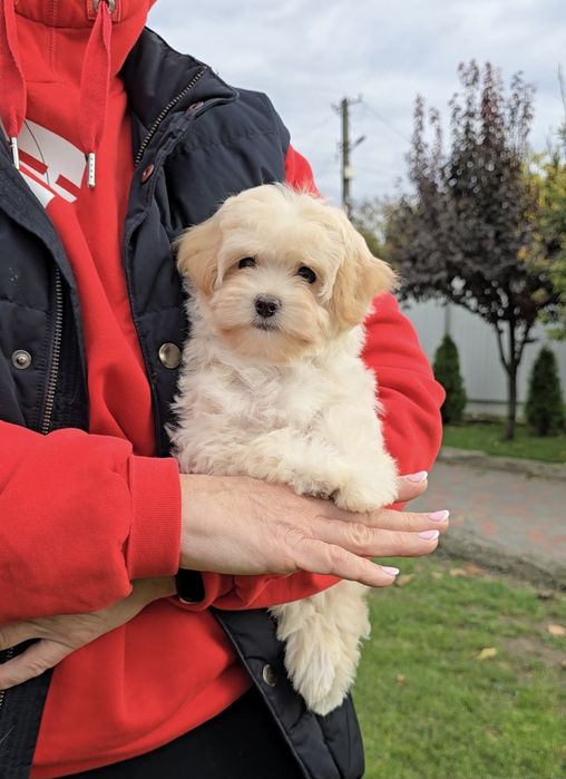 Чарівні дівчатка. Мальтіпу Ф1.