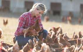 Kury nioski z własnej hodowli wszystkie rasy z wolnego wybiegu  !