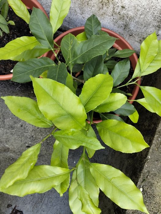 Limoeiro em vaso disponível