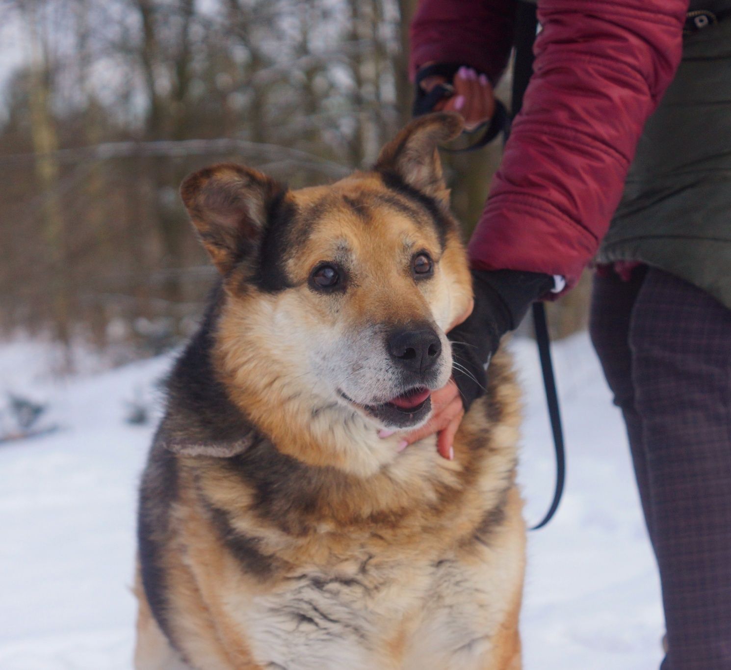 Miś Tuliś poleca się do adopcji - najfajniejszy psiak czeka na domek