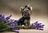 Piesek yorkshire terrier  metryka ZKwP FCI