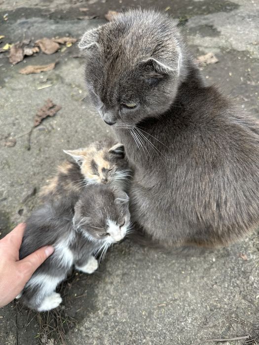 Відам безкоштовно кошенят шотландської кішки