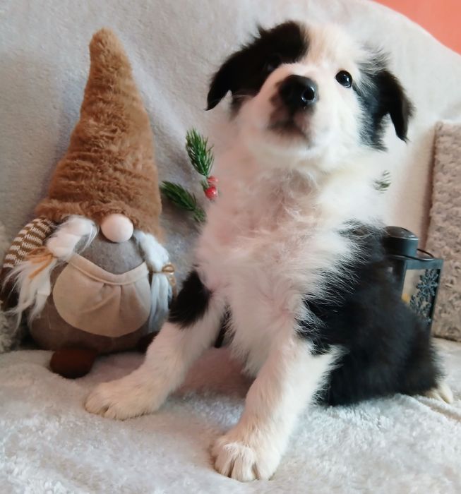 Border collie z rodowodem zarezerwowany