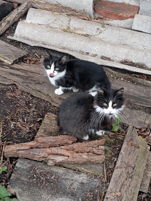 Покинуті кошенятка в добрі руки