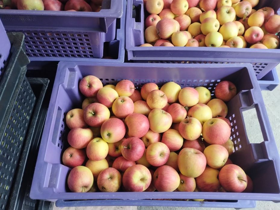 Яблука з власного саду різних сортів