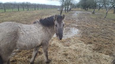 Konik Polski źrebana 3.5 letnia klacz