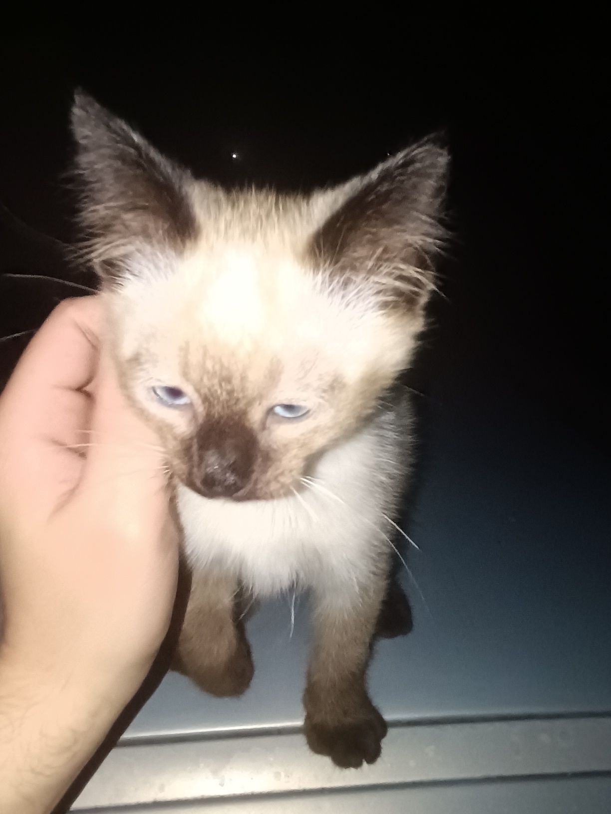 Gato para adoção