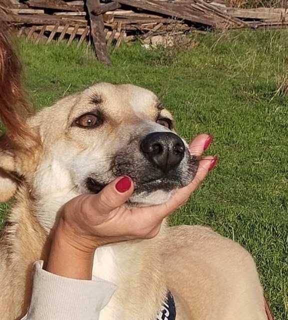 Bendżi piękny biszkoptowy pies do adopcji. Uratowany w Bułgarii