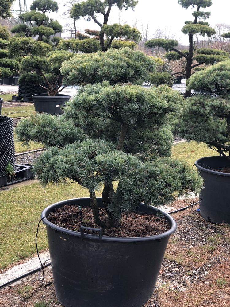 Bonsai Niwaki drzewa formowane sosna jałowiec duże drzewa BONSAI PARK