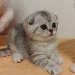 Femia Scottish Fold