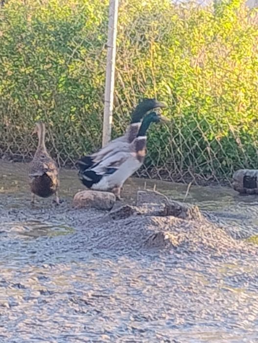 Sprzedam młoda kaczuche i bieguska