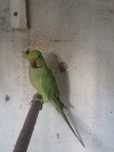 Rings necks para vender