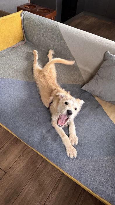 Цуценя безкоштовно / отдам даром щенка