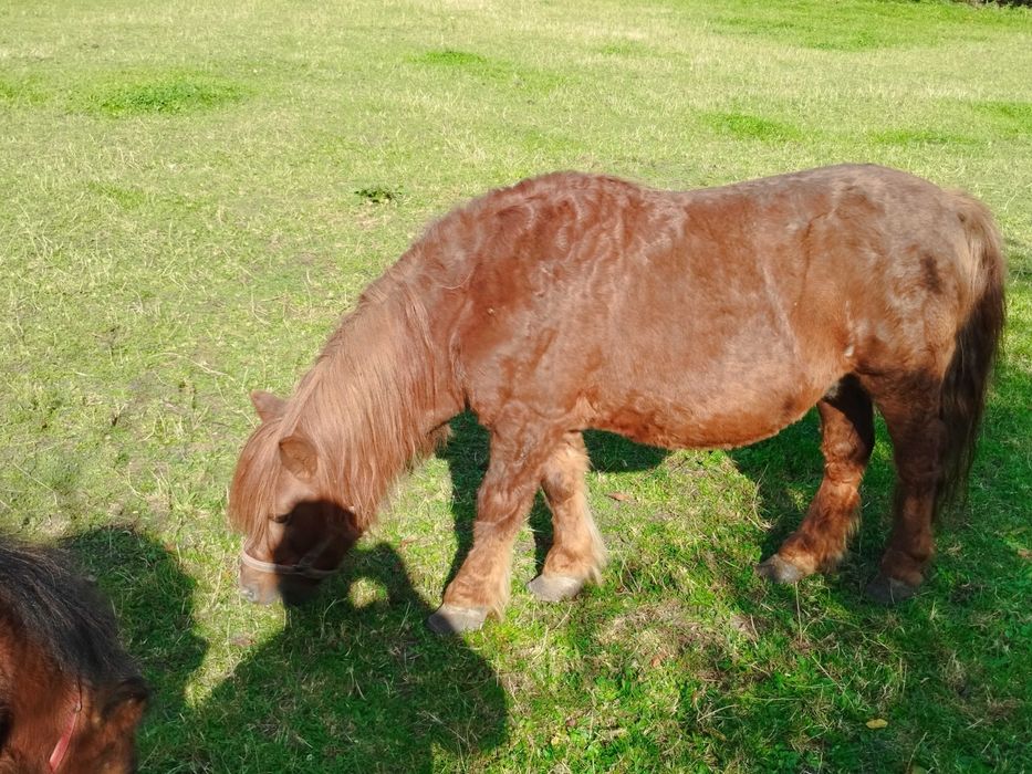 Kucyki z paszportami klacz, ogier  para