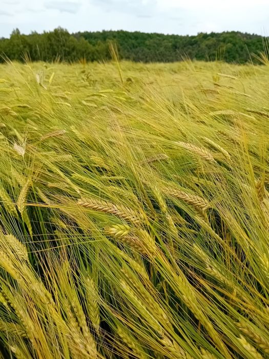 Jęczmień.        .