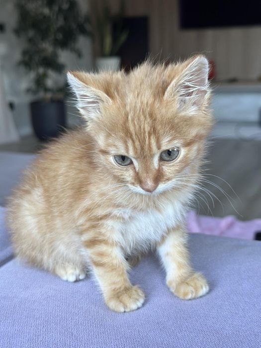 Рудий котик, дуже ніжний