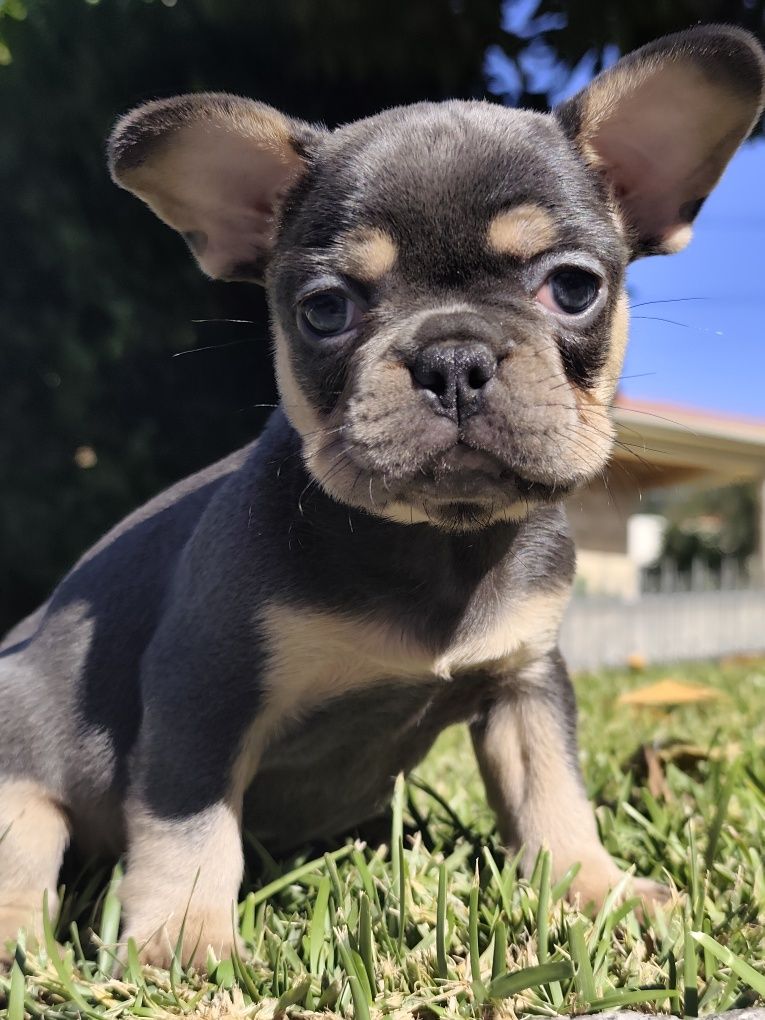Buldogue francês femea
