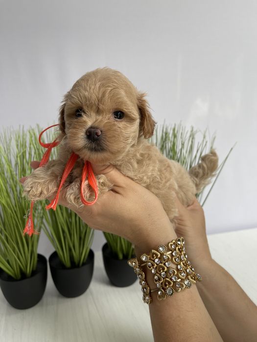 VIP Мальтипу F1  Дівчатка та хлопчик — краса з характером