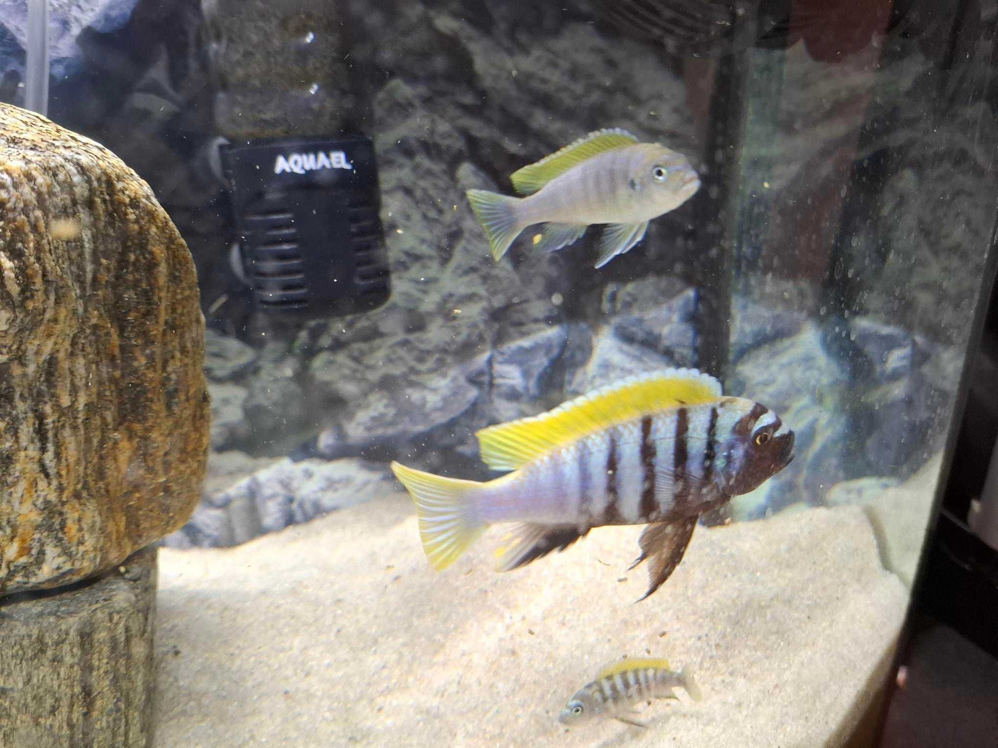 Pyszczak Afra likoma red top