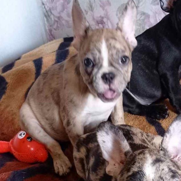 Щенки Французского бульдога.