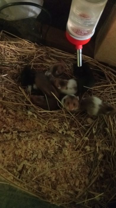 Sprzedam chomiki syryjskie zostały 2 sztuki