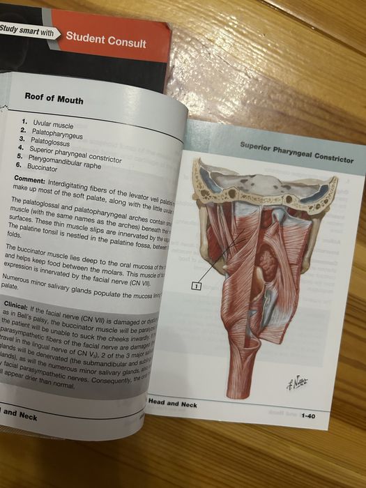 Fizjologia Guyton i Anatomia Netter po angielsku english