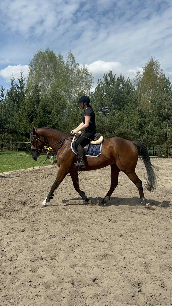 Wałach xx 6 lat 168 cm