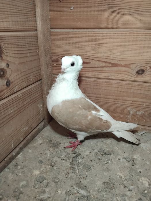 Gołębie ozdobne - mewka