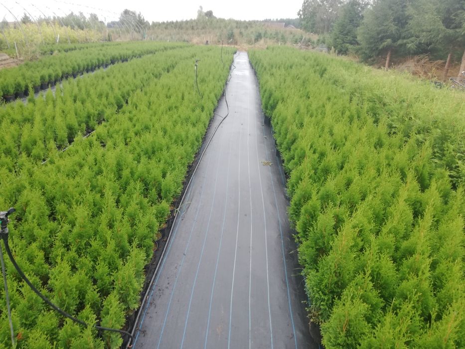 Tuja Szmaragd 50-60cm. Donica 2L Paszport.