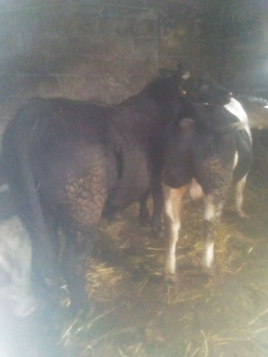 Sprzedam byki i krowę