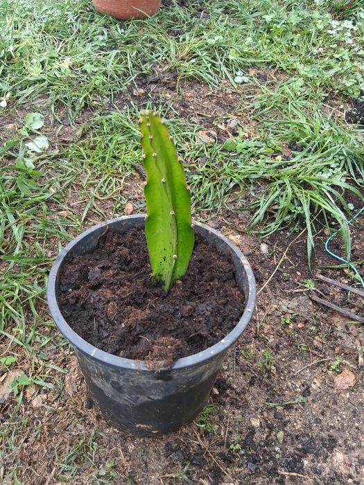 Pitaya gigante vietnamita sem raiz ainda...