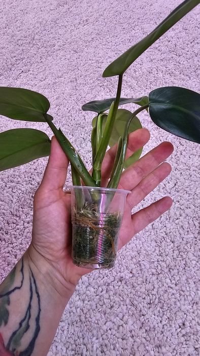 Филодендрон Гигас, Сильвер Квин, Плавмани, Бразил, Эмиральд квин