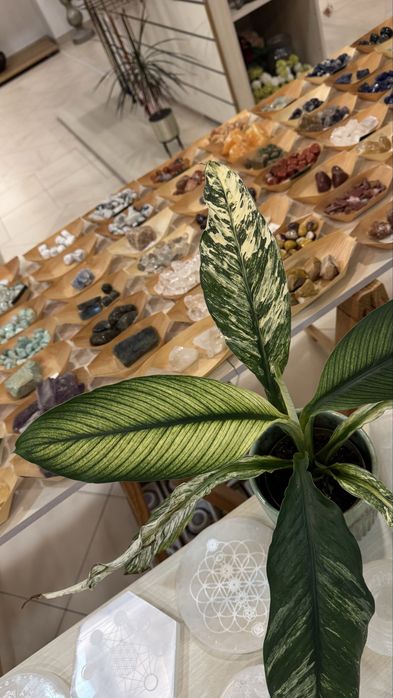 Lirio da Paz Diamante Variegata