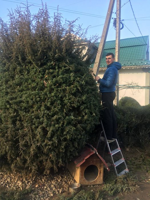Садівник. Догляд за садом. Житомирська та Київська обл.